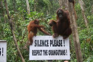 Orang Utan Houseboat 2 - Kumai - 2