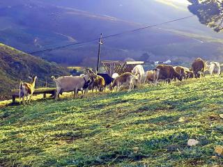 Laughing Waters Farm - 2