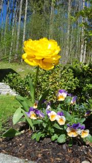 Ferienhaus Saxenauer - 9