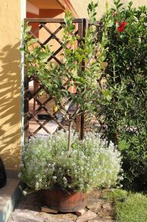 Casa Alessia - Villasimius - 4