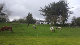 Gortamullen House, Kenmare - Kenmare - 2