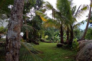 Chirping Birds - Hikkaduwa - 2