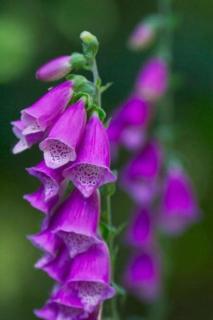 Foxglove House - Valentia Island - 9