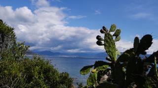 Les Figuiers - 2