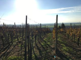 Pri konjskem pajdašu - Lendava - 4