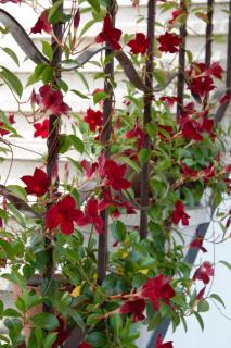 Appartamento Le Magnolie 2 - Mestre - 3
