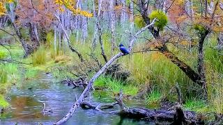 CABAÑAS LOS PATOS - 9