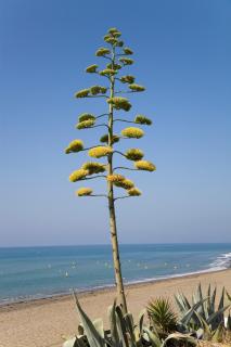 Apt 102 Guadalmansa Playa, Heaven Beach Apartments - 3