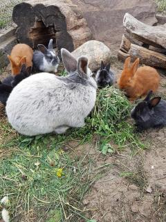 Agroturystyka Pod Pstrągiem - Lipnica - 1