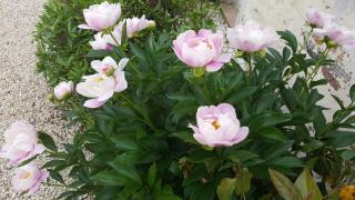 La Champrenière - 1