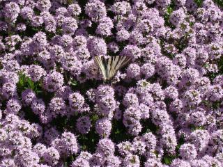 Guest House Valchanovi - 4