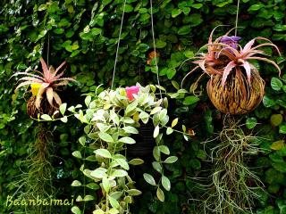 Baan Baimai Boutique Room - 1