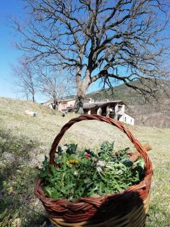 La Corte di Nonna Quercia - Cagli - 4