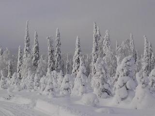 Ollilan Lomamajat - Kuusamo - 7