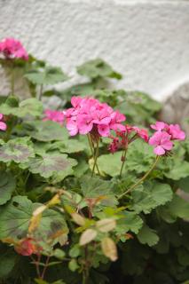 Gioma Hotel - Agia Galini - 5