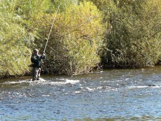 Black Swan - Penrith - 4
