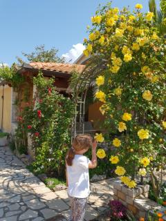 Luxury apartment Marin - Your summer paradise in Pomer, terrace, garden, summer kitchen with barbecue, near the beaches, Istria - 1