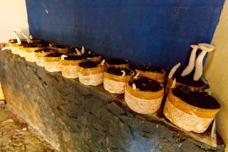 Kappad Beach Resort - 2