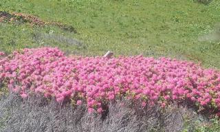 Gîte le Clapier - 1