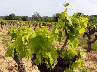 LES TERRES BASSES - 2