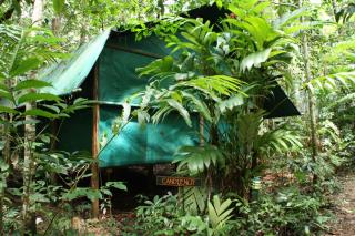 Daintree Crocodylus - Cow Bay - 1