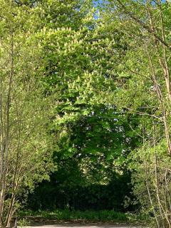 Alder Cabin - Kilkenny - 3