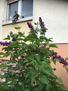 Appart Les Cerises Entre Strasbourg et Haguenau - Bischwiller - 4