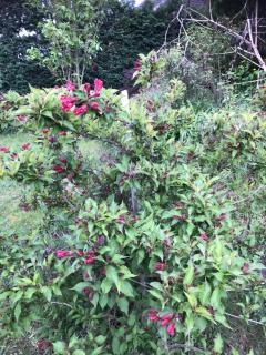 Appart Les Cerises Entre Strasbourg et Haguenau - Bischwiller - 5