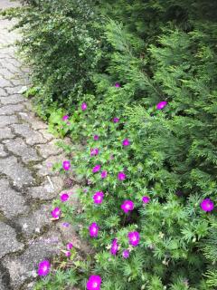 Appart Les Cerises Entre Strasbourg et Haguenau - Bischwiller - 6