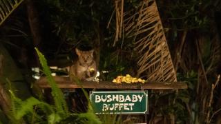 Gooderson Bushlands Game Lodge - Hluhluwe - 9