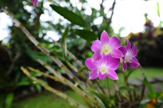 Villa Mimpi - Ubud - 6