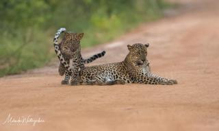 Leopard Corridor Yala - 0