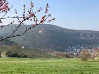 Villa Mandelblüte - Gleiszellen-Gleishorbach - 5