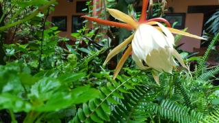 Posada Papa Chepe - 5