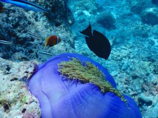 Dhigurah Beach Inn - 5