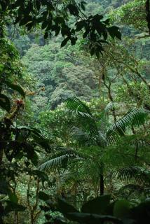 Sachatamia Lodge - Mindo - 3