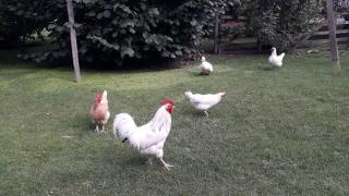 Western House B&B Kurow - Kurow - 2
