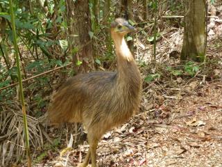 Daintree Holiday Homes - The Folly - Diwan - 3