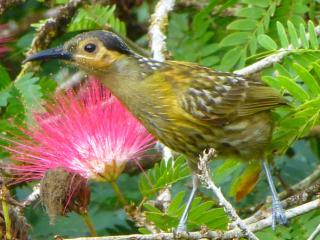 Daintree Holiday Homes - The Folly - Diwan - 6
