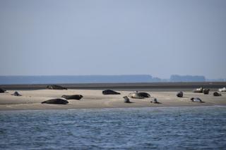 Camping Scheldeoord - 8