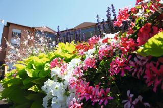 LES TERRASSES DE BORDA*** - Dax - 0