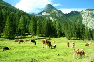 Wohnung Lärchberg - 8