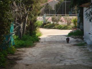 Leucate,cadre arboré,ombragé,sous les cyprès - Leucate - 5
