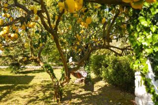 Le Querce - Procida - 2