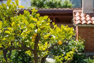 Apartman Corino - Veli Lošinj - 9
