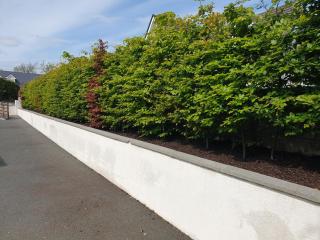 The Quay Lane, Quay Road - Mayo - 2