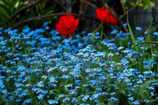 Ventspils Garden house - Ventspils - 1