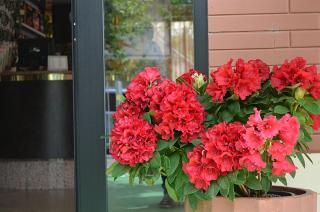 Hotel Zani - Cervia - 2