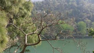 The Woods - Nainital - 3