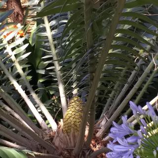 Cycas Guest House - Malelane - 8